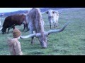 Texas Longhorns