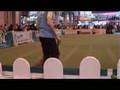 YKC Elementary Obedience Finals Crufts 2007