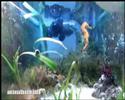 Hippocampus reidi - Langschnäuziges Seepferdchen Hippocampus reidi - Langschnäuziges Seepferdchen