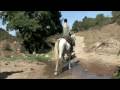 videos de Farnesiana a cavallo