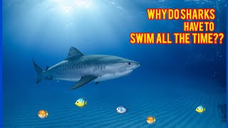 Why do sharks have to swim all the time? 