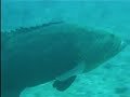 400 pound \"barking\" grouper