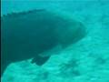 400 pound barking grouper
