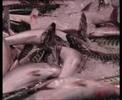 Protesta de los pescadores hondarribitarras por la subida