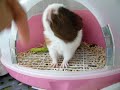 Hallo! Baby Cavy. Hallo! Baby Cavy.