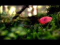 Swarovski Optik - See The Unseen