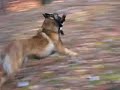 Malinois and Erdélyi kopó móka Malinois and Erdélyi kopó móka