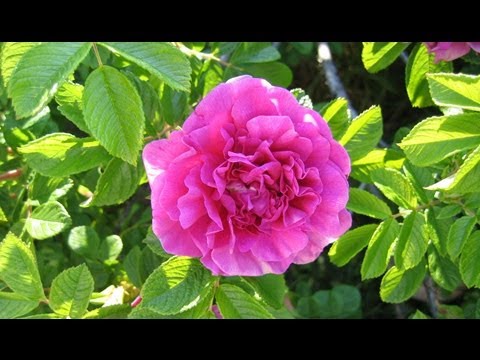 how to replant rose stem