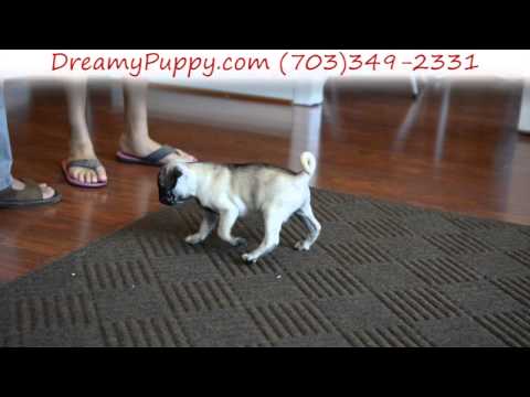 Stunning Male Pug Puppy