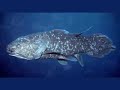 John E. McCosker: Coelacanth