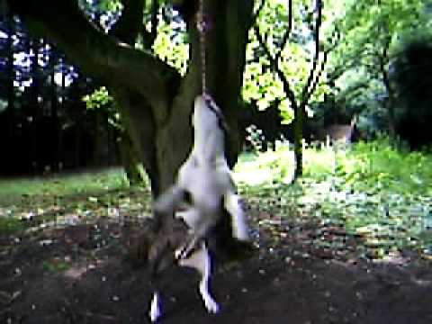 pitbull attaque