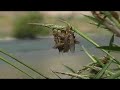 Flyfishing on the Deschutes river in Oregon for Redside trout during the spring salmon fly hatch.