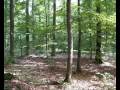 Steigerwald Beechwood, Franconia