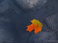 Disember yang basah Disember yang basah