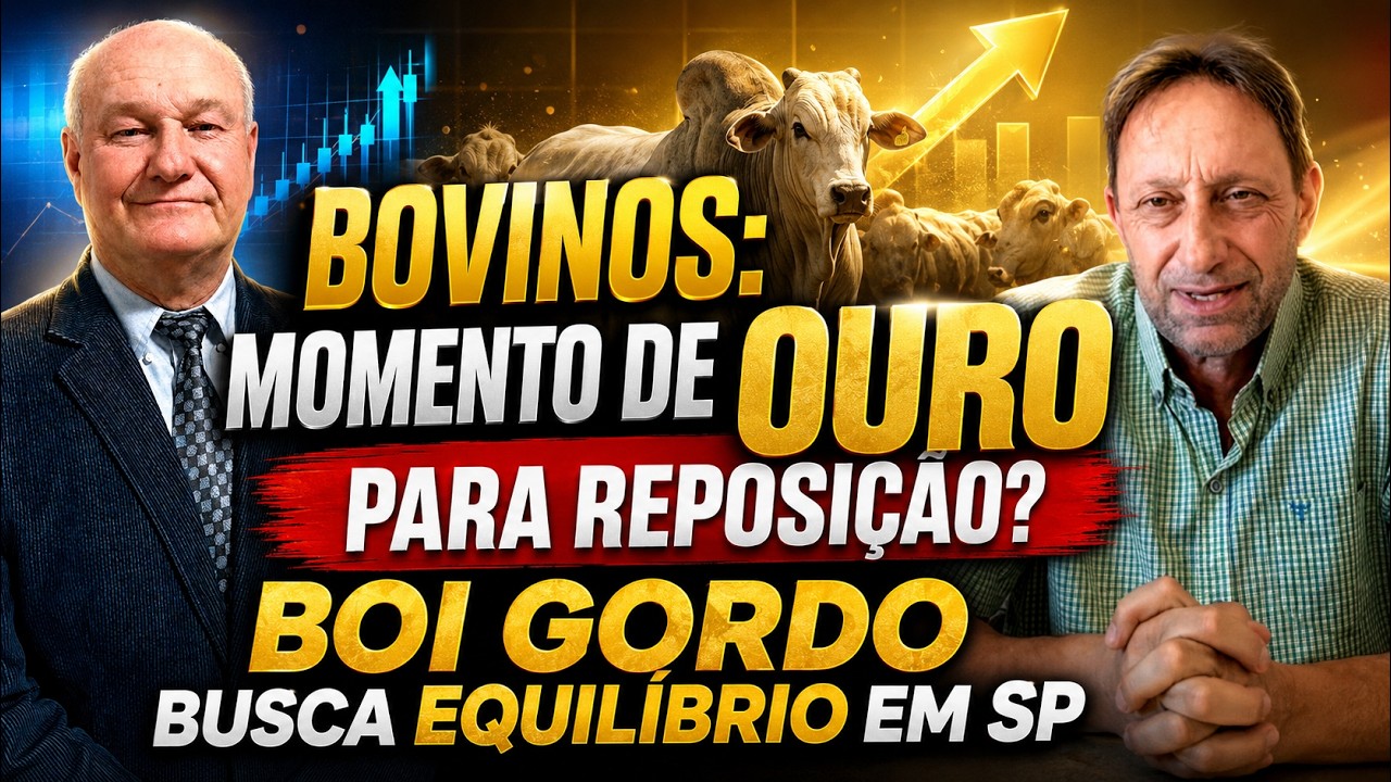 Bovinos: Momento de ouro para reposição? Boi gordo busca equilíbrio em SP.