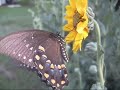 Spiders, Butterflies, A Lizard, And A Bee 7-29-08