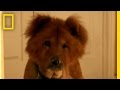 Dogtown: Find me a Home!