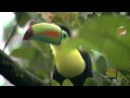 Happy Costarican Toucan