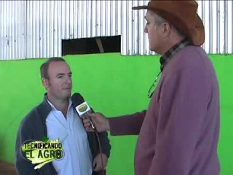 tea - cultivo de bananos en colonia Aurora 1ºP.