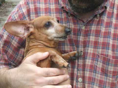 Watch 'Weiner Dog Song (Video)'