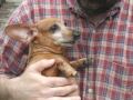 Wiener Dog Song