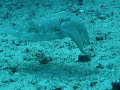 Cuttlefish Cuttlefish