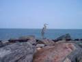 Florida and South Carolina Pictures
