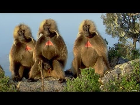 Imagen de previsualización de YouTube