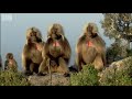 Defending a monkey harem - Clever Monkeys - BBC Earth