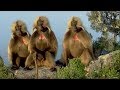 Defending a monkey harem - Clever Monkeys - BBC Earth