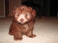 our new maltipoo puppy!