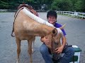 AQHA/PHBA For Sale