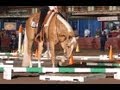AQHA/PHBA For Sale