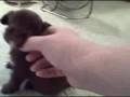 videos de Puff pups 9-2 Sakkarra chinese crested
