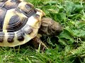 George the baby Herman Tortoise