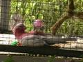 videos de Pinky playing with his ball.......
