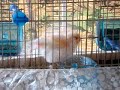 Mr. Featherball bathing :P