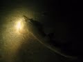 Night Dive - Mergulho Noturno