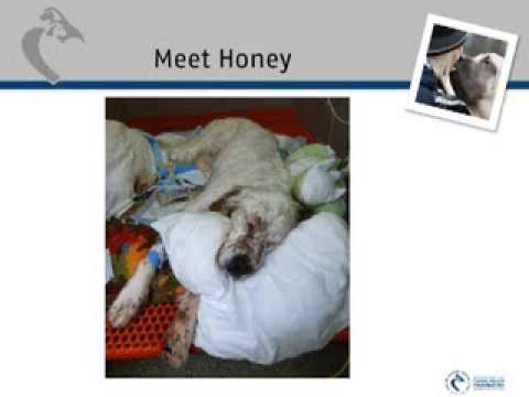 how to relieve dog bloat