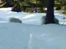 Snow Dogs