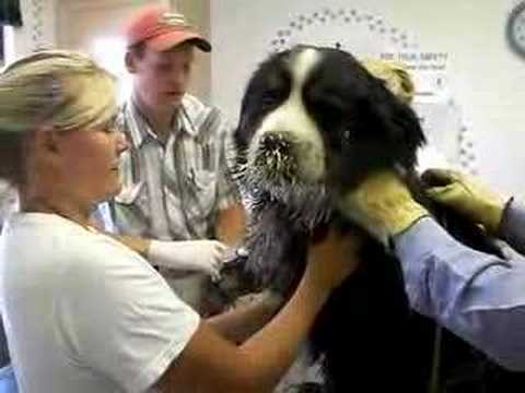 how to remove quills from a dog