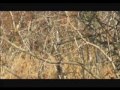 Chasse au buffle en Tanzanie