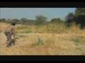 Chasse au buffle en Tanzanie