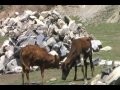 Sonmarg, Kashmir