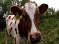 Cows who Care