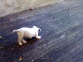 Winston running into the wall