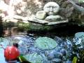 videos de goldfish pond with fountain and stone face zenlike