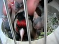 Darrrrek - breeding carduelis major41