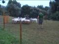 videos de Un malinois con ovejas