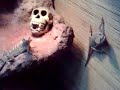 Bartagamen, vs spider, ( Morgenstern ) VHM Bartagamen, vs spider, ( Morgenstern ) VHM